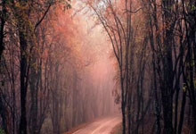 OD体育官方欧洲杯平台：[NBA]布里奇斯独得30分 活塞战胜黄蜂.